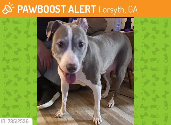 Found/Stray Female Dog last seen Abandoned church on Juliette Road, close to side street Old Juliette Road, Forsyth, GA 31029