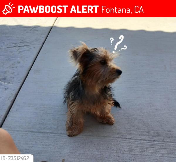Lost Male Dog last seen Banana, Fontana, CA 92337