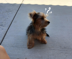 Lost Male Dog last seen Banana, Fontana, CA 92337