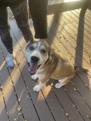 Reunited Male Dog last seen Kalispell and chambers, Aurora, CO 80017