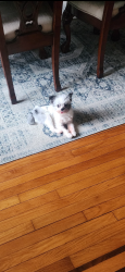 Reunited Male Dog last seen Carwall Avenue, Mount Vernon, NY 10552