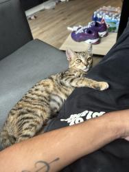 Lost Female Cat last seen Parking garage, Houston, TX 77006