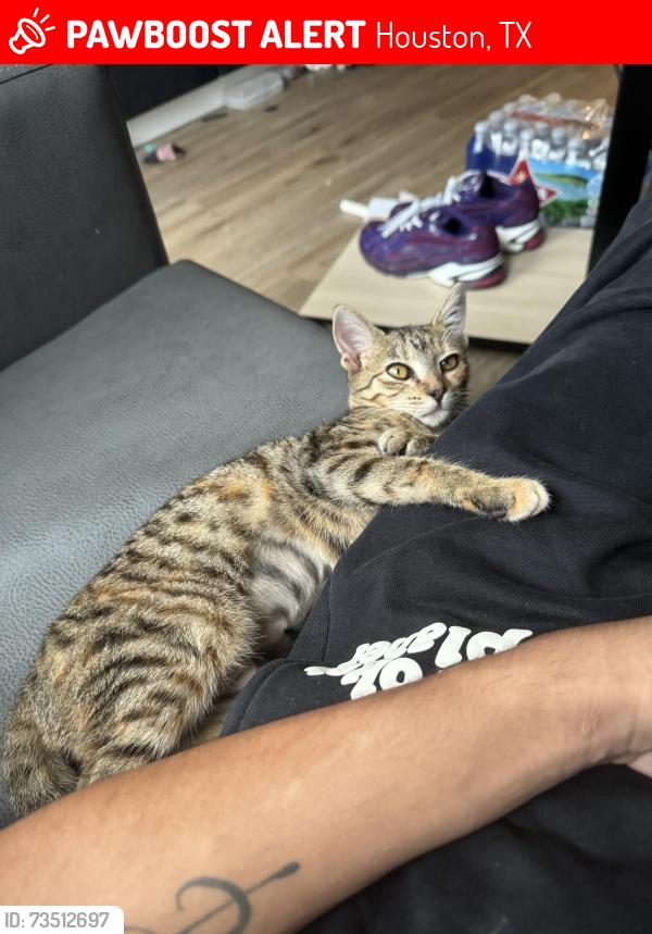Lost Female Cat last seen Parking garage, Houston, TX 77006
