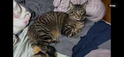 Lost Male Cat last seen Small church on the corner of ridge st turney, Turney, MO 64493