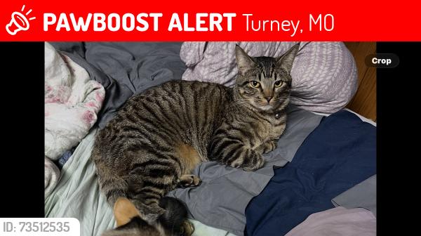 Lost Male Cat last seen Small church on the corner of ridge st turney, Turney, MO 64493