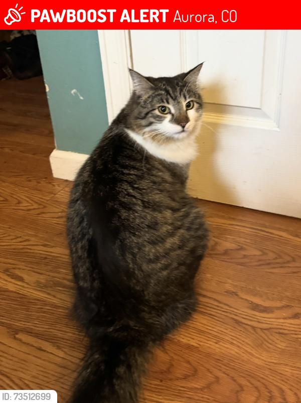Lost Female Cat last seen Del Mar park, Aurora, CO 80011