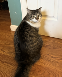 Lost Female Cat last seen Del Mar park, Aurora, CO 80011