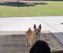 Reunited Male Dog last seen Intersection Lakeshore, Juniper and Post, Chandler, Chandler, AZ 85226