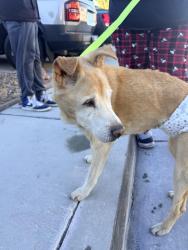 Reunited Unknown Dog last seen Pyle and pollock, Enterprise, NV 89183