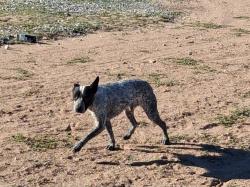 Found/Stray Male Dog last seen Cholame rd and Cahuenga rd, Victorville, CA 92392