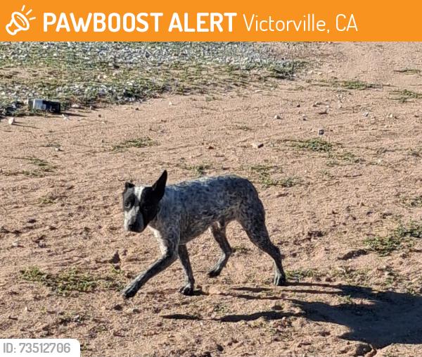 Found/Stray Male Dog last seen Cholame rd and Cahuenga rd, Victorville, CA 92392