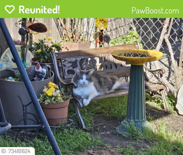 Reunited Male Cat last seen Harris & Elm St, Hanford, CA 93230