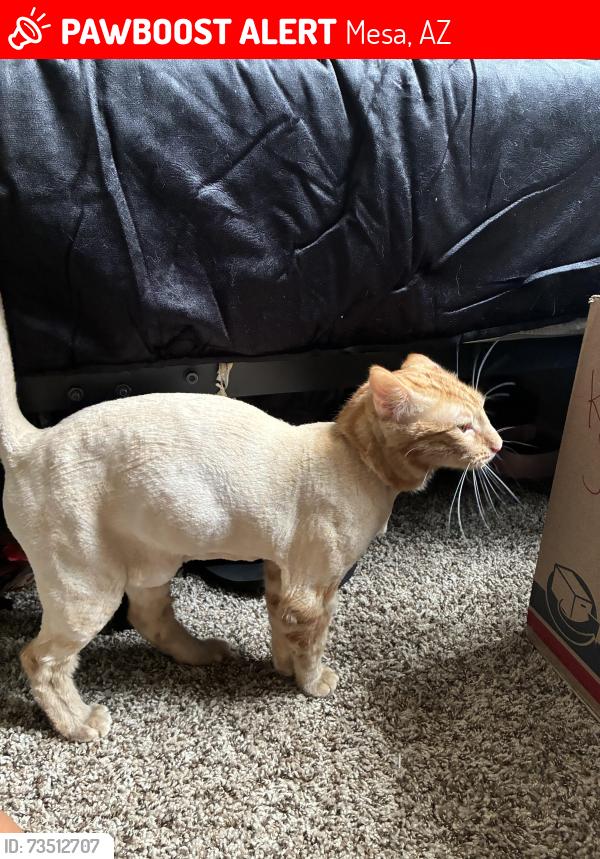 Lost Male Cat last seen Southern, Mesa, AZ 85202