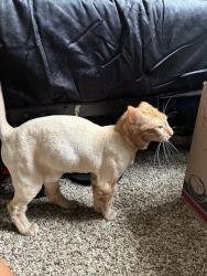 Lost Male Cat last seen Southern, Mesa, AZ 85202