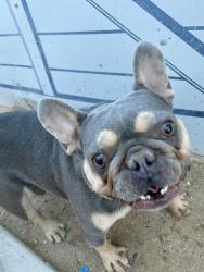 Found/Stray Unknown Dog last seen Oakmont dr, Victorville, CA 92395