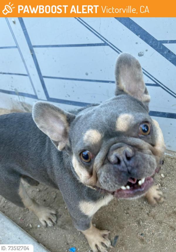 Found/Stray Unknown Dog last seen Oakmont dr, Victorville, CA 92395