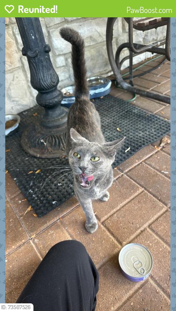 Reunited Female Cat last seen Near Yale drive, Lorain, OH 44055