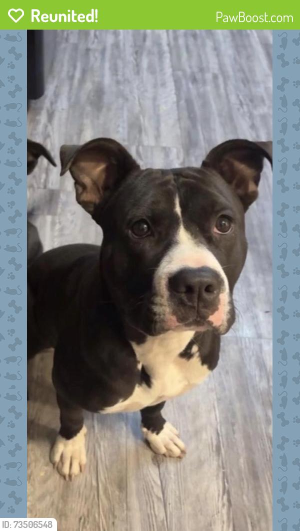 Reunited Female Dog last seen Near w park ave, Chandler, AZ 85225