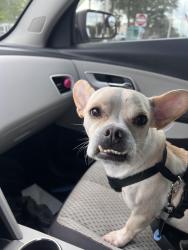 Lost Male Dog last seen 57th avenue E, Bradenton, FL 34203