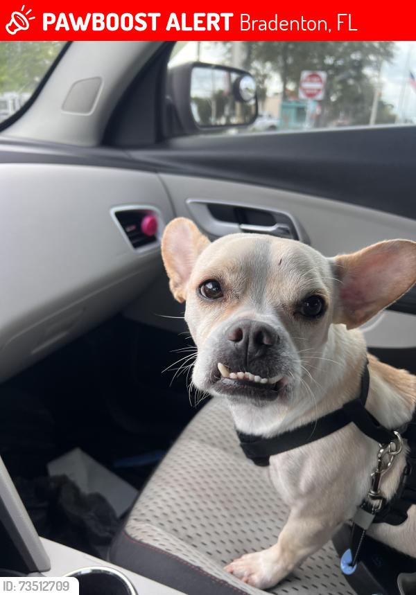 Lost Male Dog last seen 57th avenue E, Bradenton, FL 34203