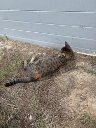 Found/Stray Unknown Cat last seen ERAU Gemini Lot, Daytona Beach, FL 32114