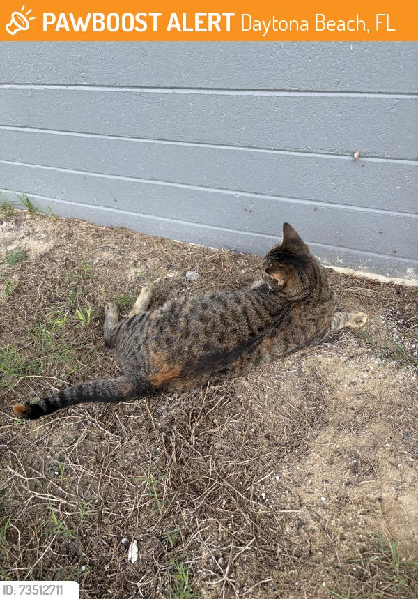 Found/Stray Unknown Cat last seen ERAU Gemini Lot, Daytona Beach, FL 32114