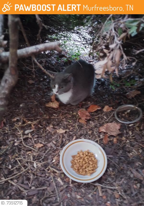 Found/Stray Unknown Cat last seen Indian park Dr and South church st, Murfreesboro, TN 37128