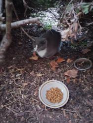 Found/Stray Unknown Cat last seen Indian park Dr and South church st, Murfreesboro, TN 37128