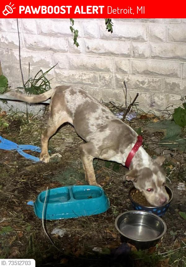 Lost Female Dog last seen Whittier and 94, Detroit, MI 48224