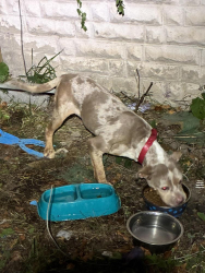Lost Female Dog last seen Whittier and 94, Detroit, MI 48224
