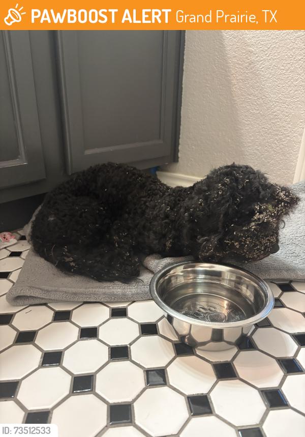 Found/Stray Male Dog last seen Olympic park and Canterbury, Grand Prairie, TX 75050