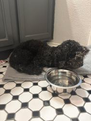 Found/Stray Male Dog last seen Olympic park and Canterbury, Grand Prairie, TX 75050