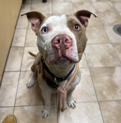 Shelter Stray Male Dog last seen Stark / 158th, PORTLAND, OR, 97233, 1700 W Historic Columbia River Hwy, Troutdale, OR 97060, USA