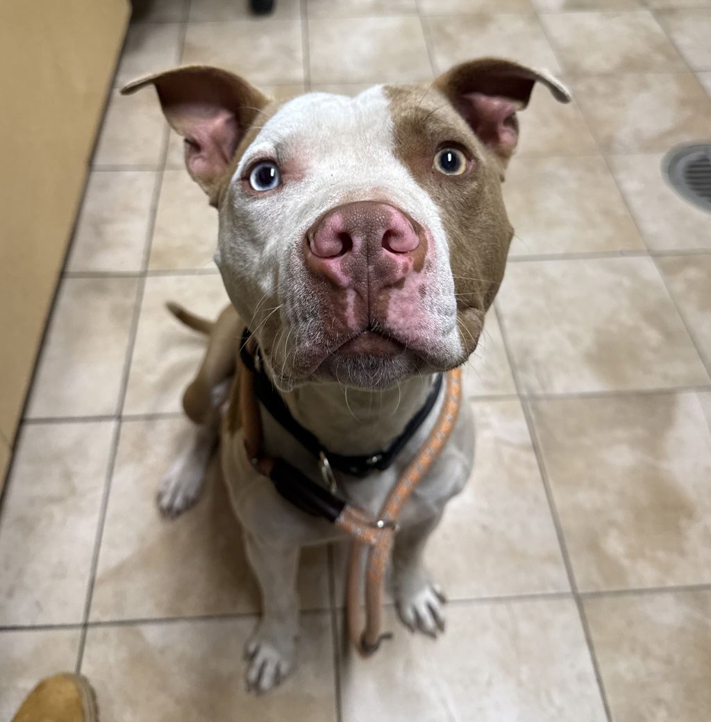 Shelter Stray Male Dog last seen Stark / 158th, PORTLAND, OR, 97233, 1700 W Historic Columbia River Hwy, Troutdale, OR 97060, USA