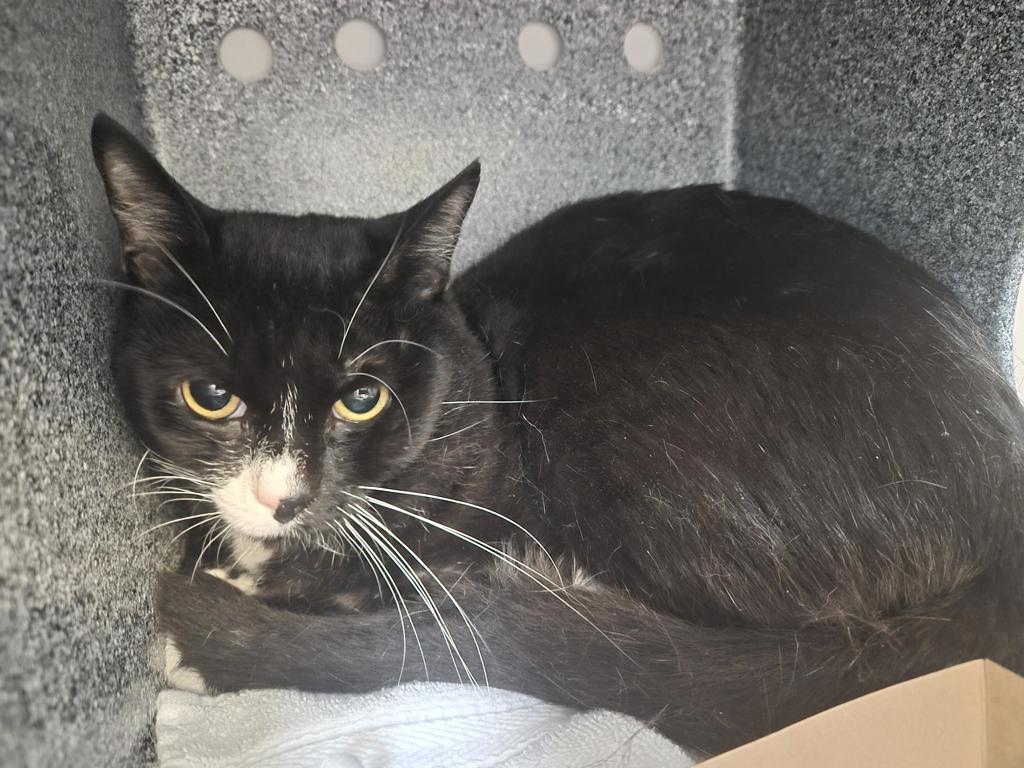 Shelter Stray Male Cat last seen Near E 10 Street, NEW YORK, NY, 10009, 326 E 110th St, New York, NY 10029, USA