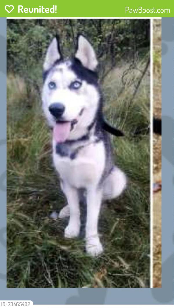 Reunited Male Dog last seen 50th and Central, Albuquerque, NM 87105