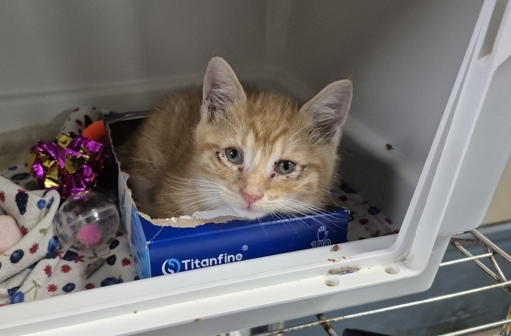 Shelter Stray Male Cat last seen Near Commonwealth Avenue, BRONX, NY, 10473, 326 E 110th St, New York, NY 10029, USA