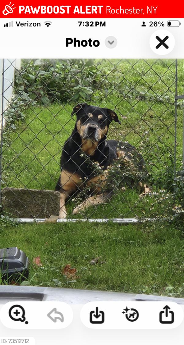 Lost Male Dog last seen Wildflower ave, Rochester, NY 14623