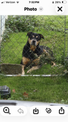 Lost Male Dog last seen Wildflower ave, Rochester, NY 14623