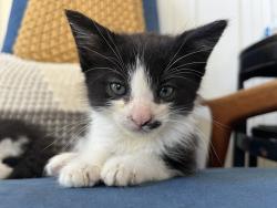 Shelter Stray Male Cat last seen San Diego, CA, 92111, 5500 Gaines St, San Diego, CA 92110, USA