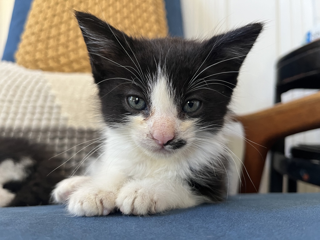 Shelter Stray Male Cat last seen San Diego, CA, 92111, 5500 Gaines St, San Diego, CA 92110, USA