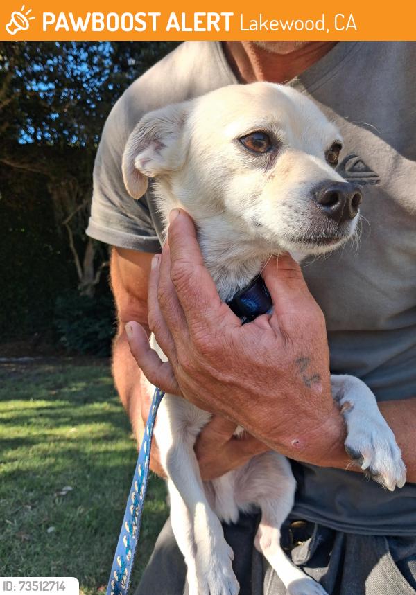 Found/Stray Male Dog last seen Del Amo, Lakewood, CA 90712