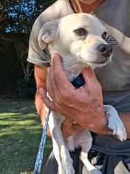 Found/Stray Male Dog last seen Del Amo, Lakewood, CA 90712