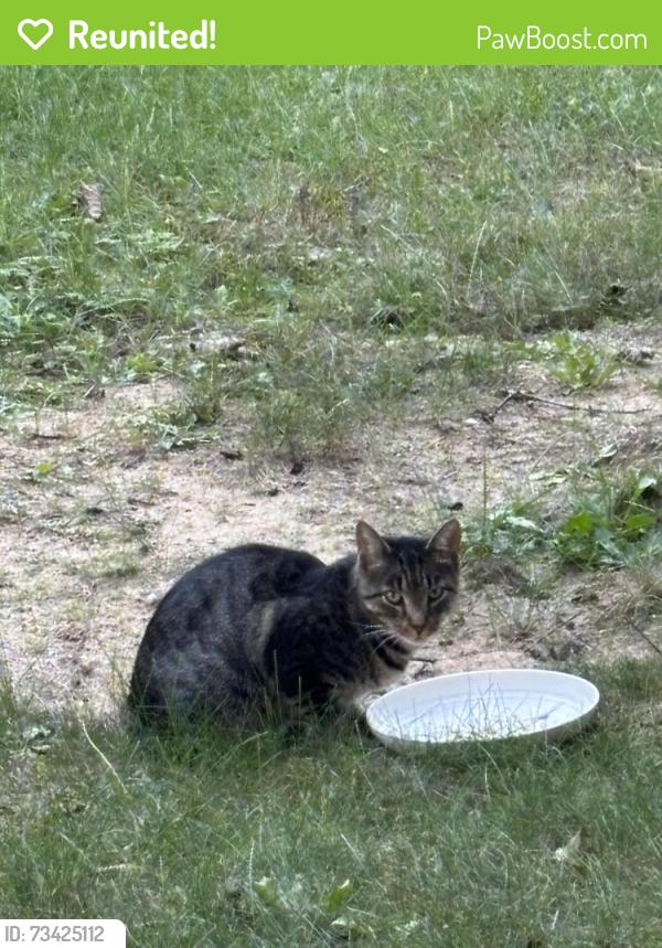 Reunited Unknown Cat last seen 168th and Warner, Grand Haven, MI 49417
