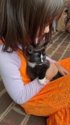 Reunited Male Cat last seen Mint road, Maryville, TN 37803