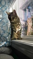 Lost Female Cat last seen Bethel Rd and Bridges Rd, Simpsonville, SC 29681
