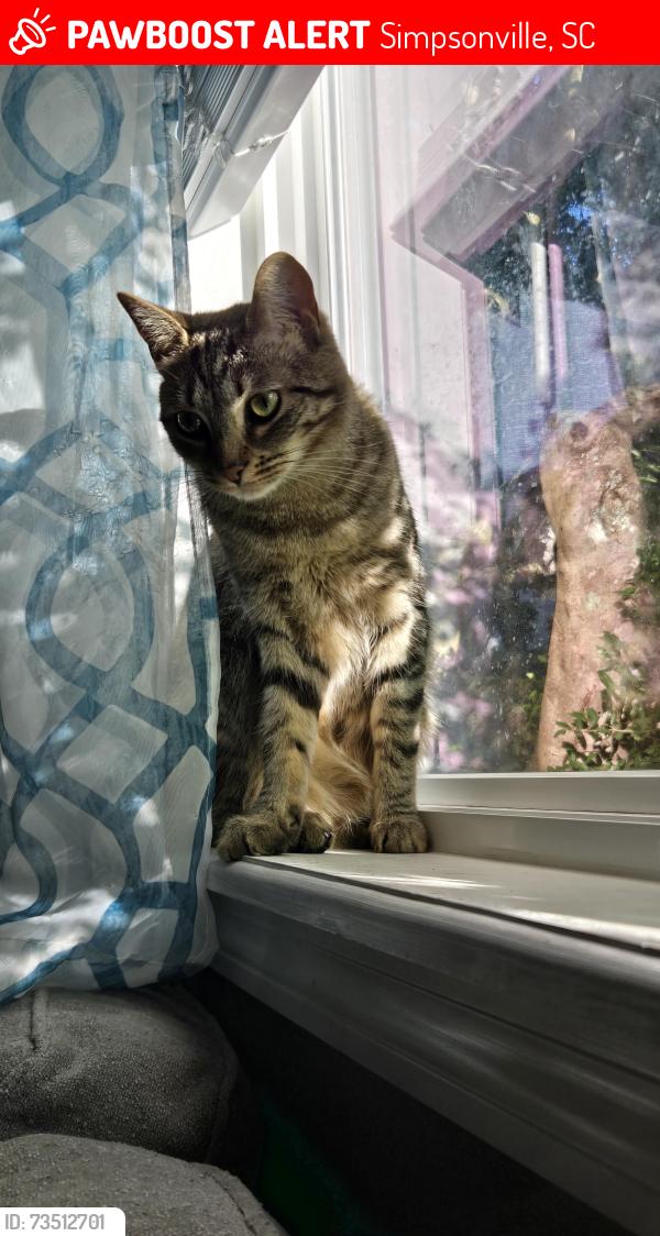 Lost Female Cat last seen Bethel Rd and Bridges Rd, Simpsonville, SC 29681