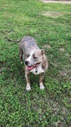 Reunited Female Dog last seen 47th and Hydraulic, Wichita, KS 67216