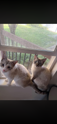 Lost Female Cat last seen Midas creek, Riverton, UT 84096