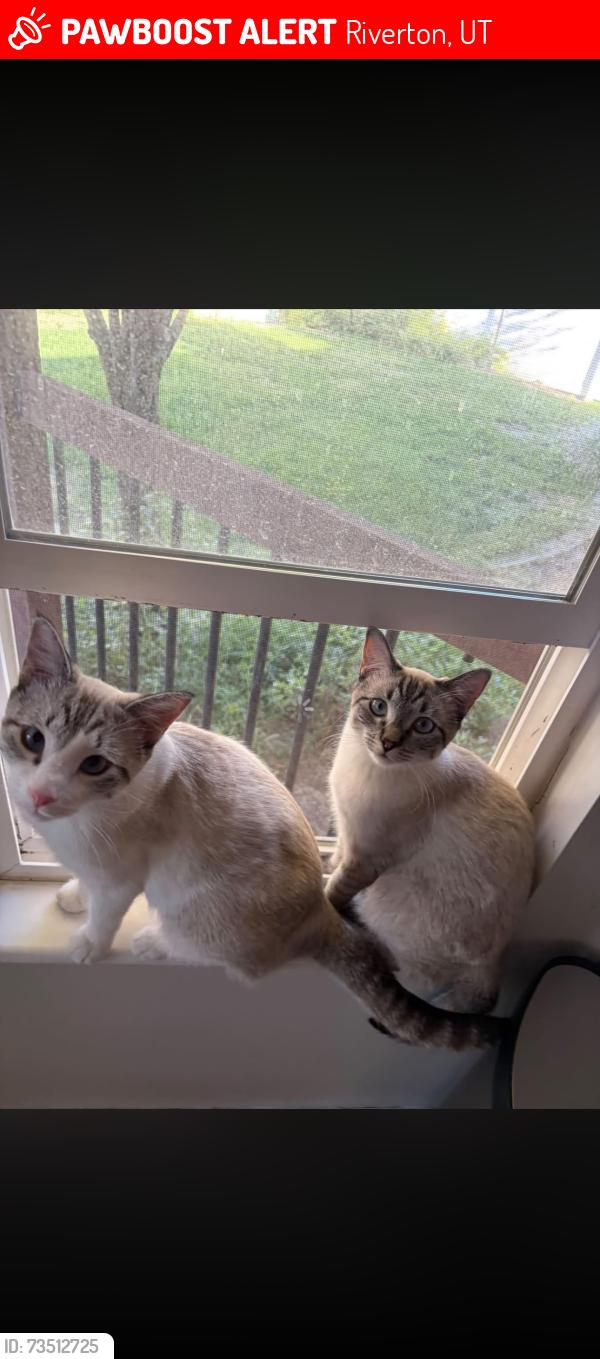 Lost Female Cat last seen Midas creek, Riverton, UT 84096